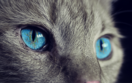 Katzen Produkte
