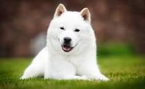Der Hokkaido Hund ist traditionell ein in Japan beheimateter Jagdhund. Dieser Hund wird auch Ainu Inu genannt. Sein Beschützerinstinkt, sein Mut und sein Scharfsinn machen ihn zu einem