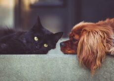 Hund,Katze