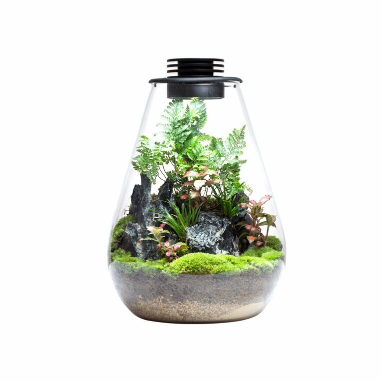 Hol Dir ein Stück Natur ins Haus mit der Bioloark Bio Bottle SD. Dieses Nano-Terrarium besticht durch sein außergewöhnliches Design und die integrierten LED-Leuchten