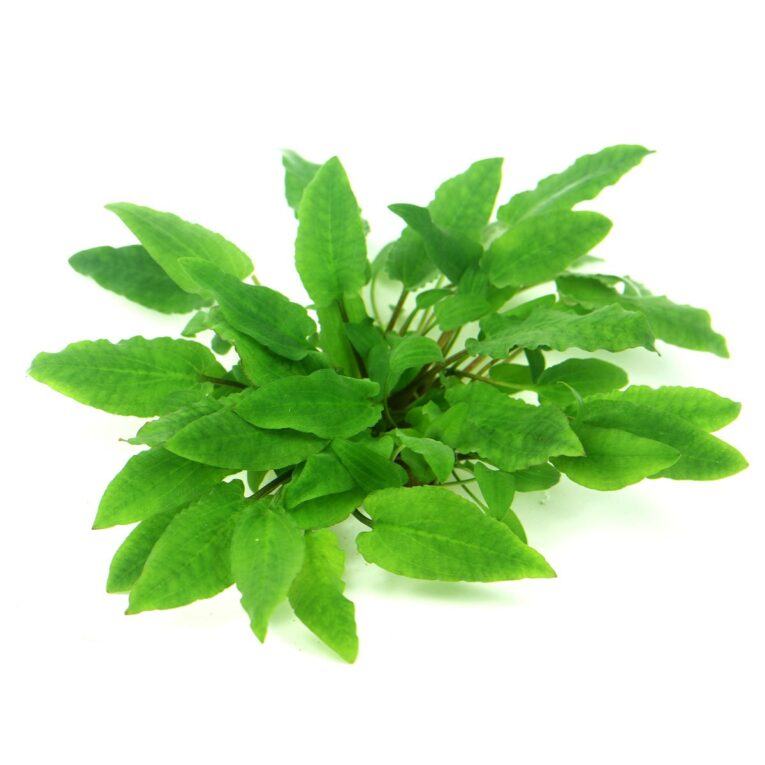 Die Cryptocoryne wendtii ´Broad Leaf´ In-Vitro ist ein breitblättriger Wasserkelch