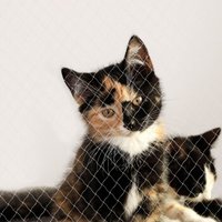 Lionto Katzenschutznetz inkl. Befestigung