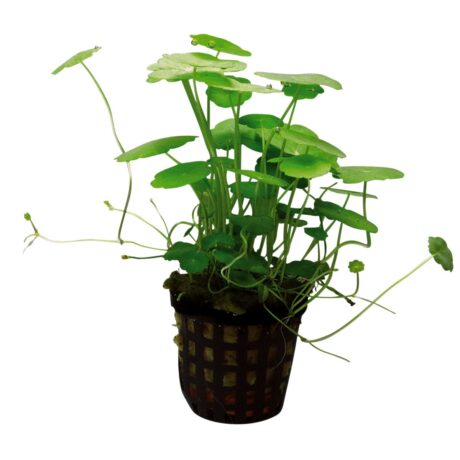 Aquafleur Hydrocotyle Verticillata Pflanze im 5 cm Topf