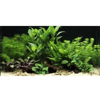 DENNERLE Wasserpflanzen-Set "60L mix basic"