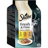 Sheba Fresh & Fine Nassfutter Katze Adult, Multipack, in Sauce 36x50 g Huhn, Truthahn und Ente