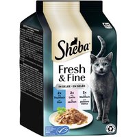 Sheba Fresh & Fine Nassfutter Katze Adult, Multipack, in Gelee 36x50 g Thunfisch, Lachs und Weissfisch