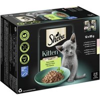Sheba Multipack Kitten in Sauce Feine Vielfalt mit Lachs, mit Huhn MSC 12x85 g