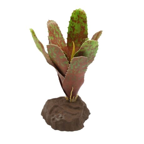 Lucky Reptile Bromelie Neoregelia grün 20 cm