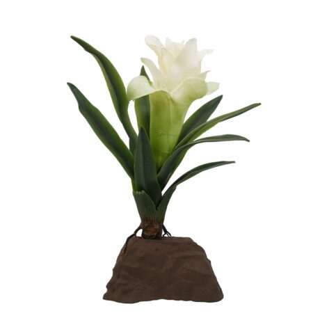 Lucky Reptile Bromelie Pflanze klein weiß 20 cm