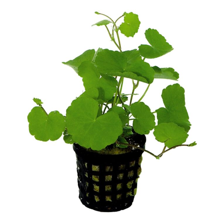 Die Aquafleur Hydrocotyle Leucocephala ist eine pflegeleichte Aquarienpflanze